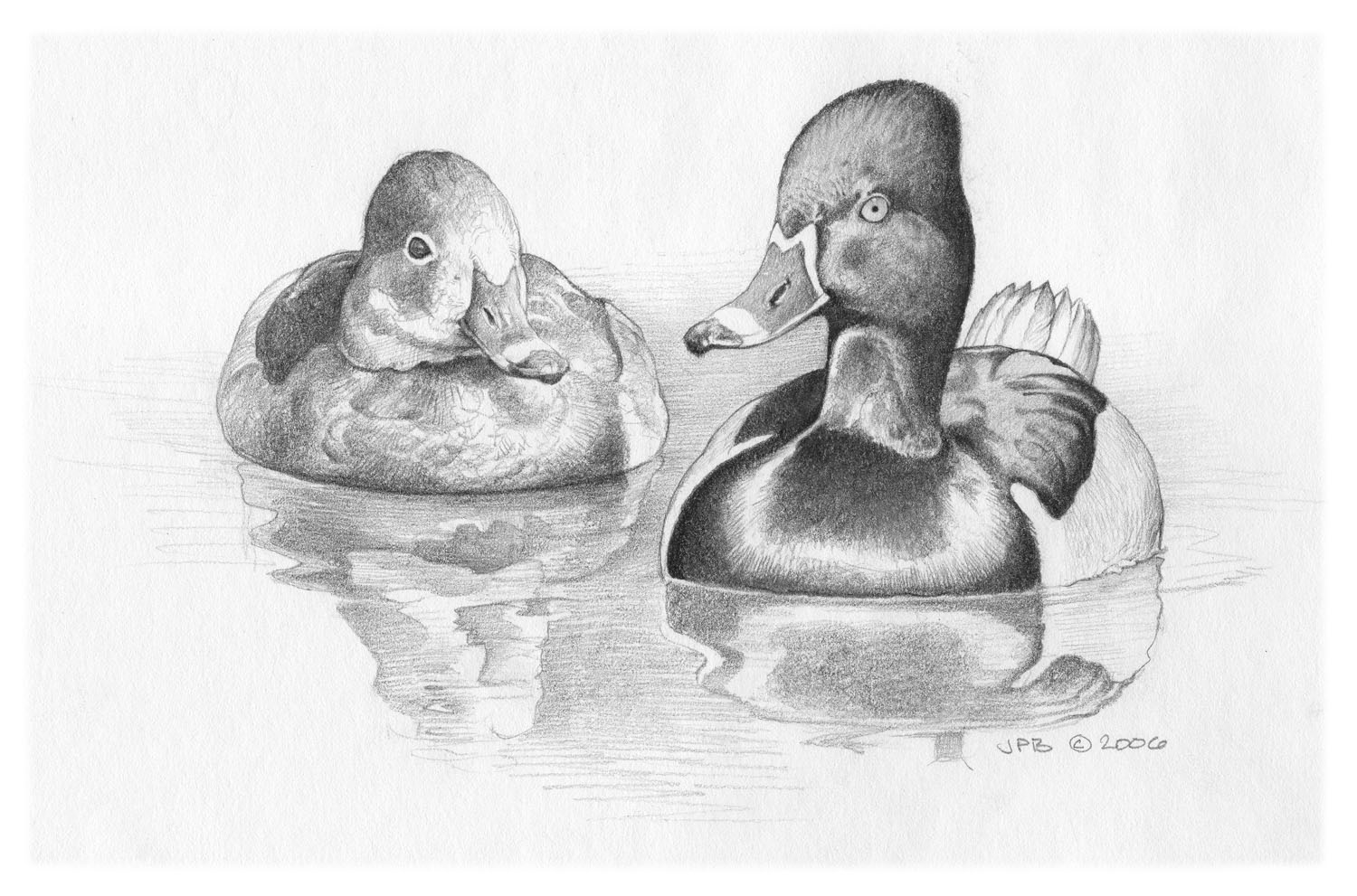 Ring-necked Duck