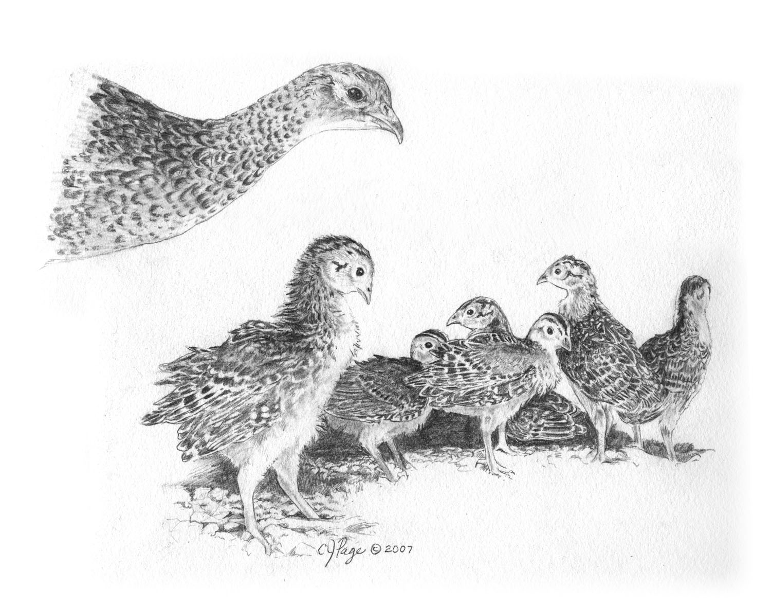 Ring-necked Pheasant
