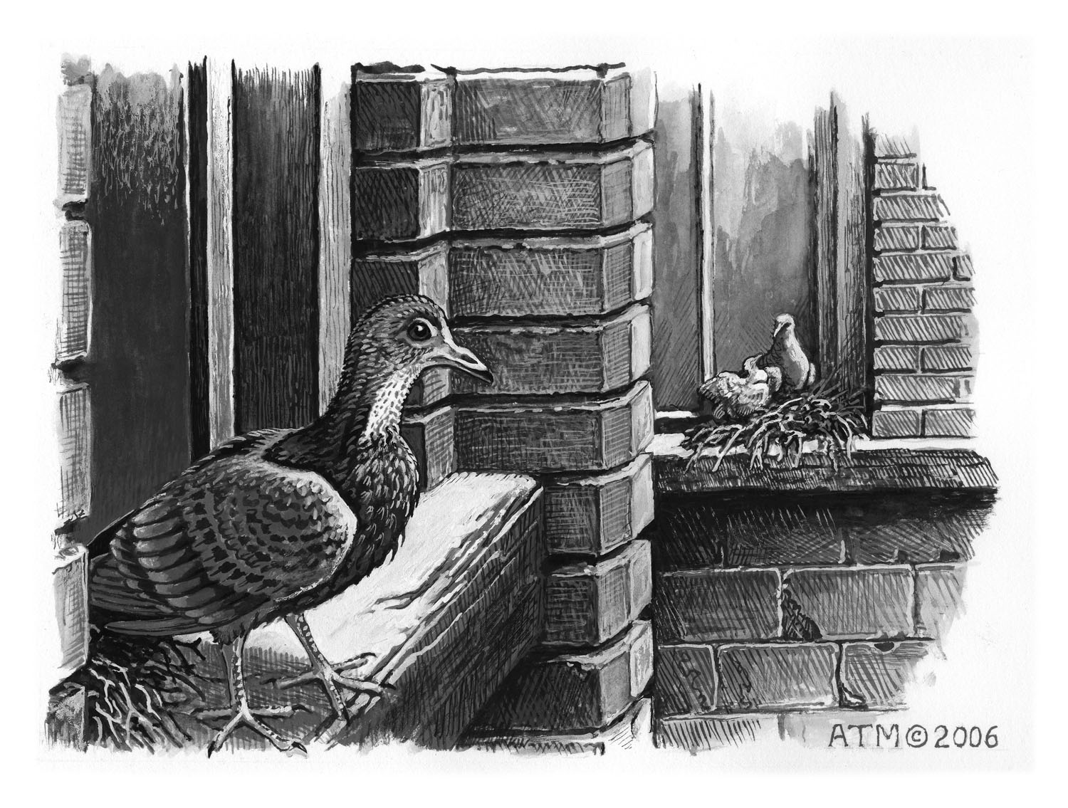 Rock Pigeon