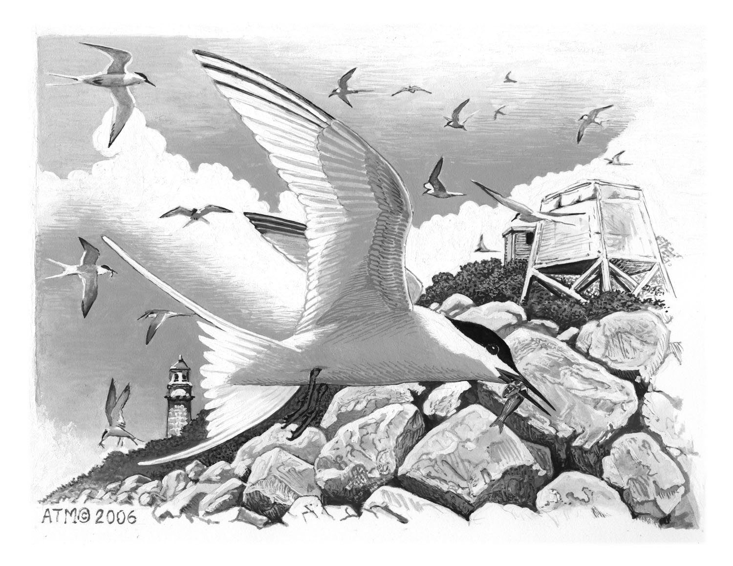Roseate Tern