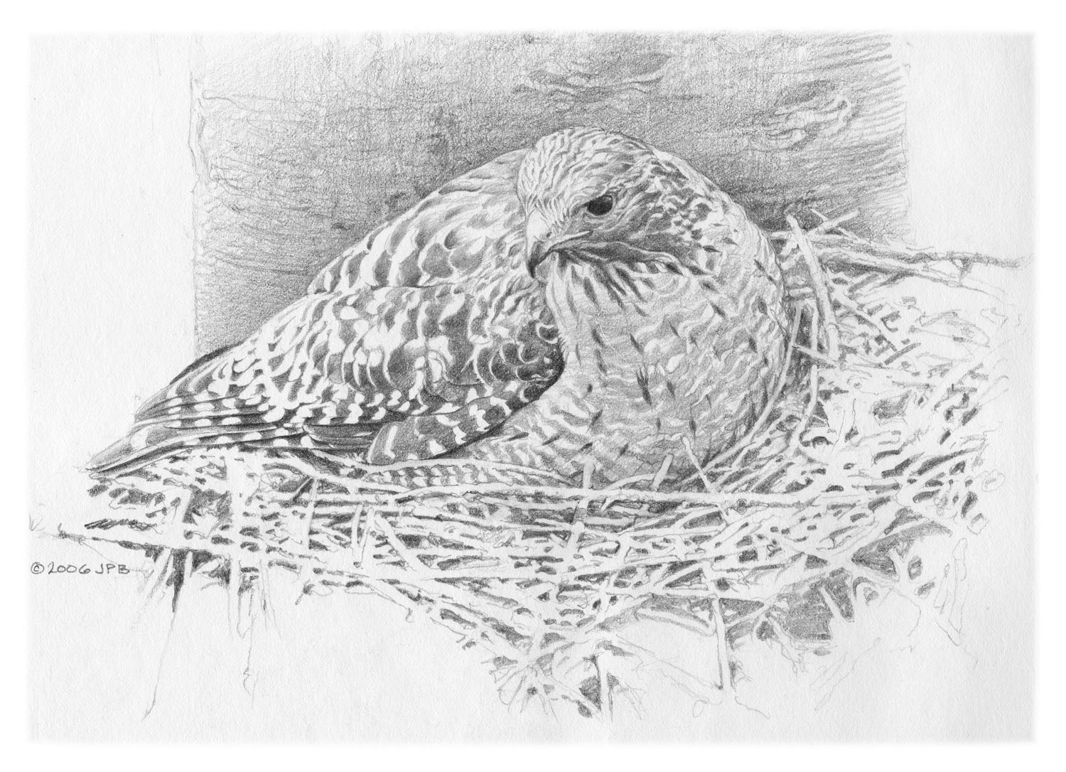 Red-Shouldered Hawk