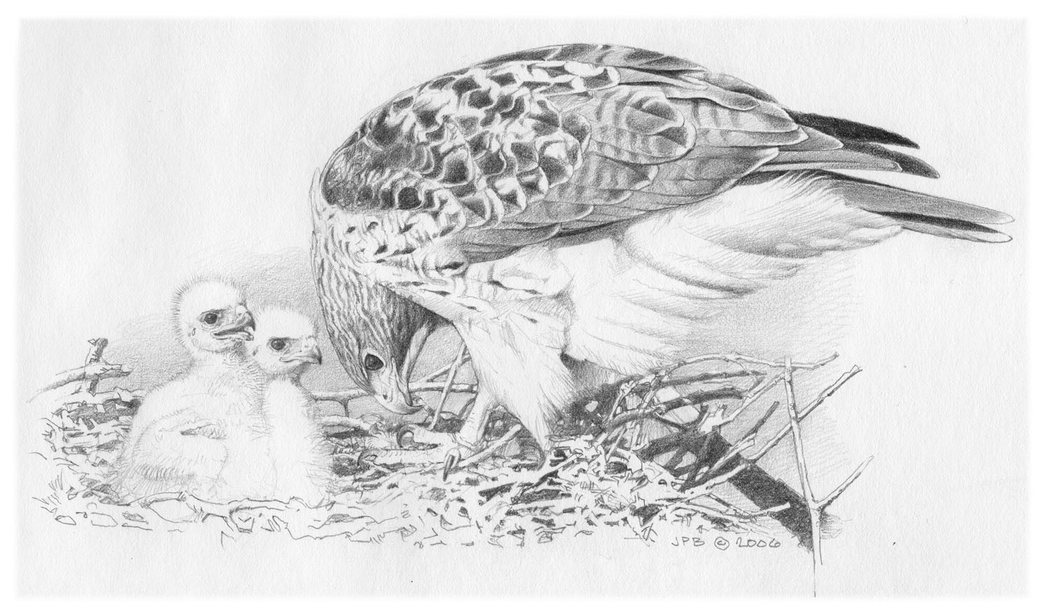 Red-tailed Hawk
