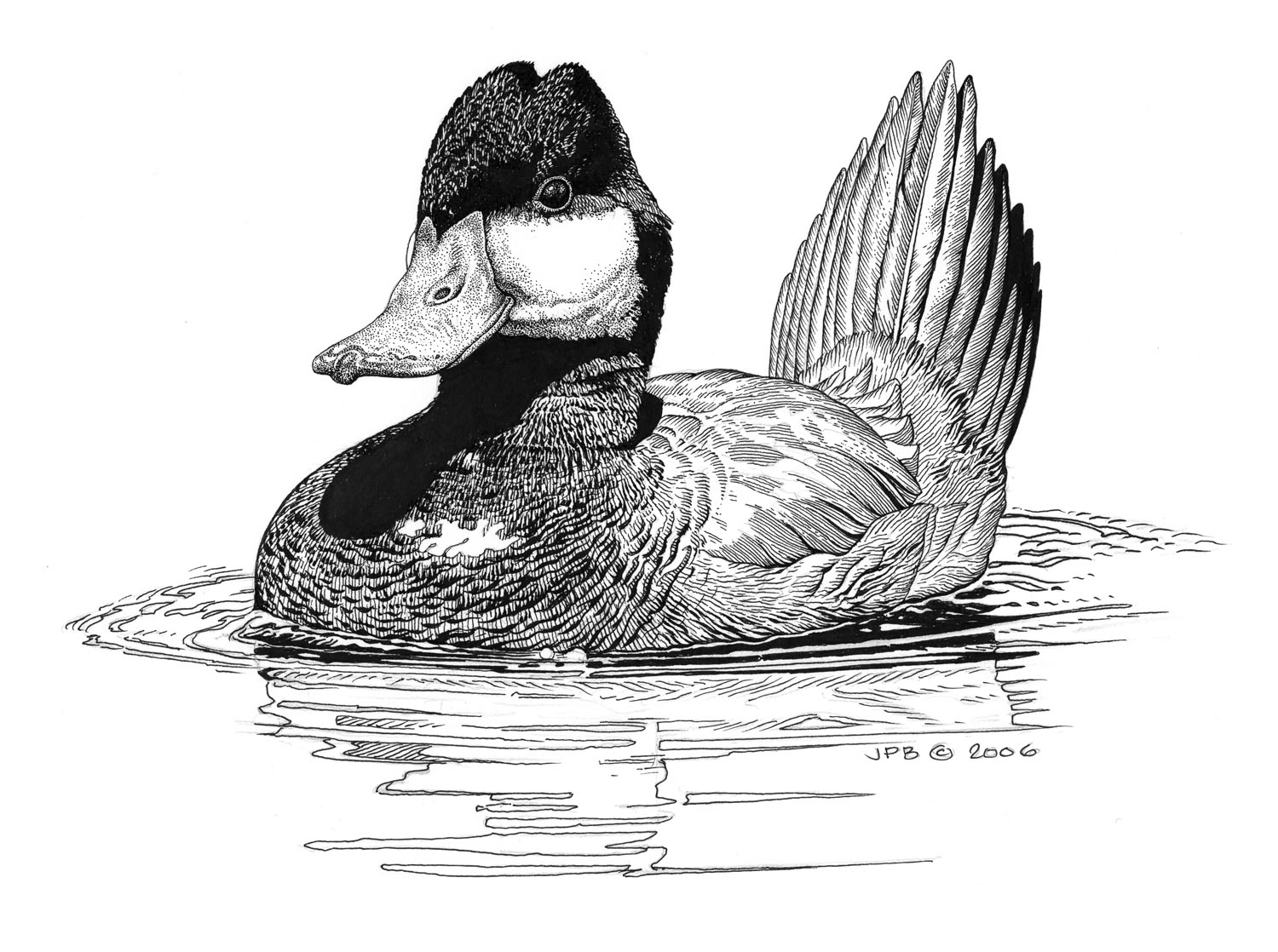 Ruddy Duck