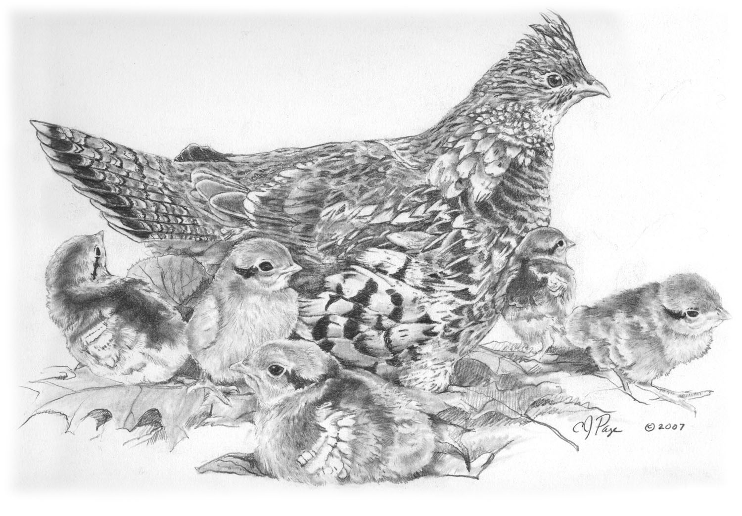 Ruffed Grouse