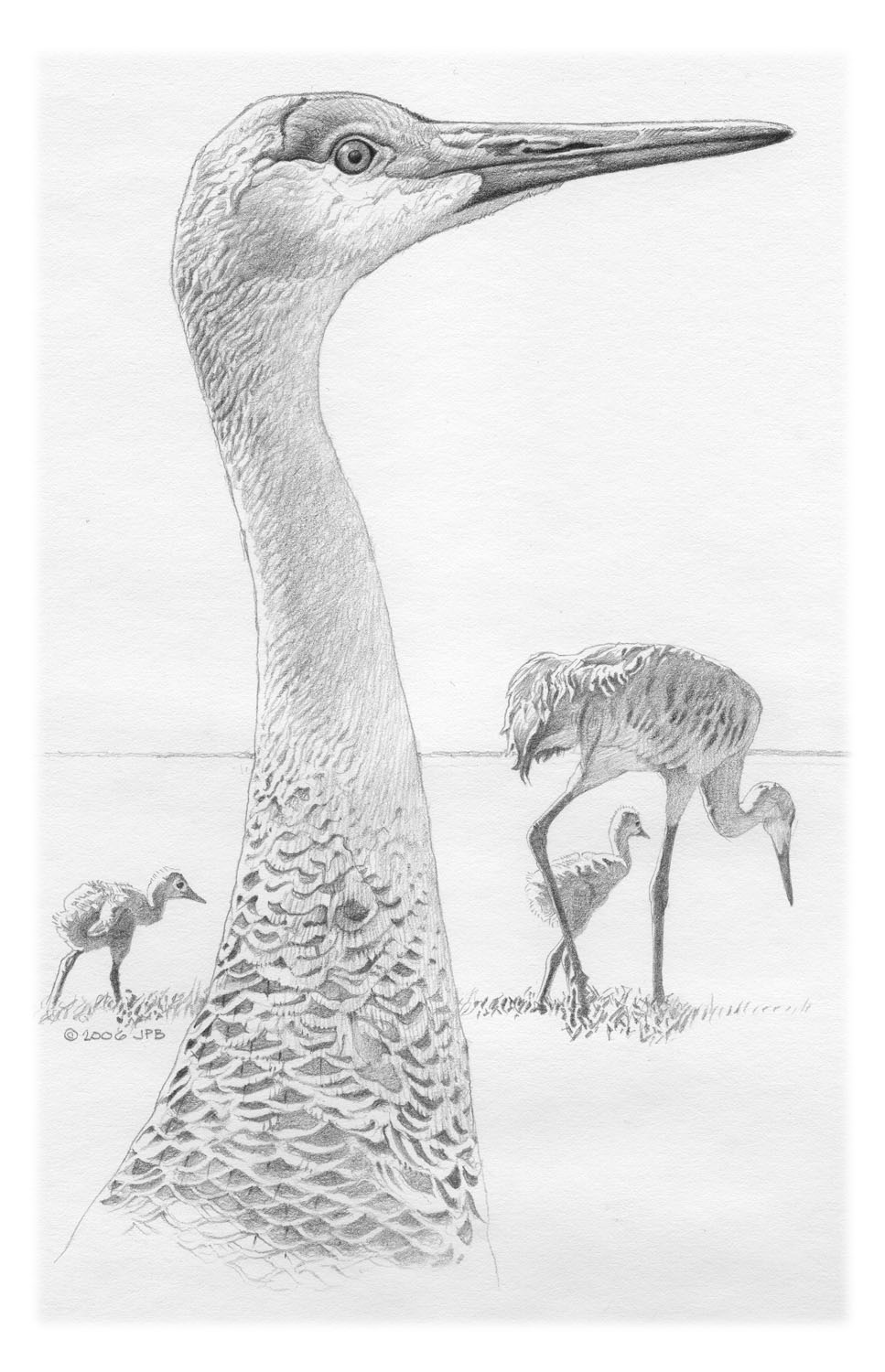 Sandhill Crane