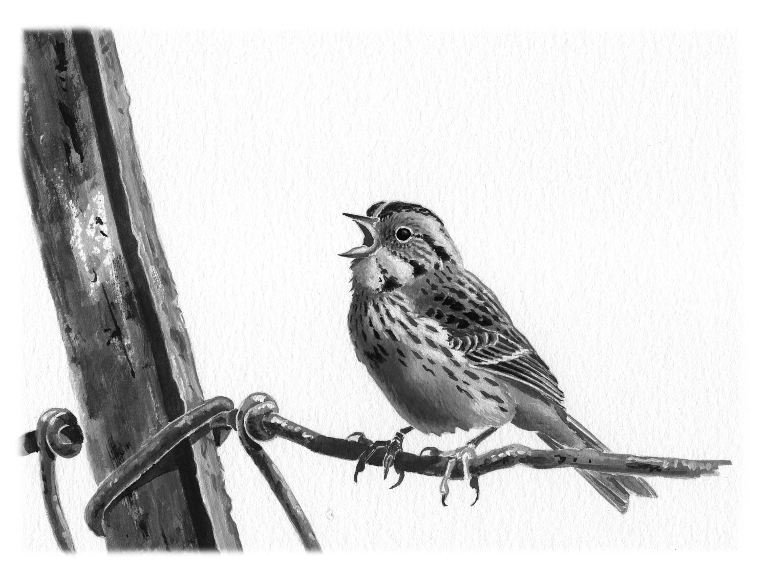 Savannah Sparrow