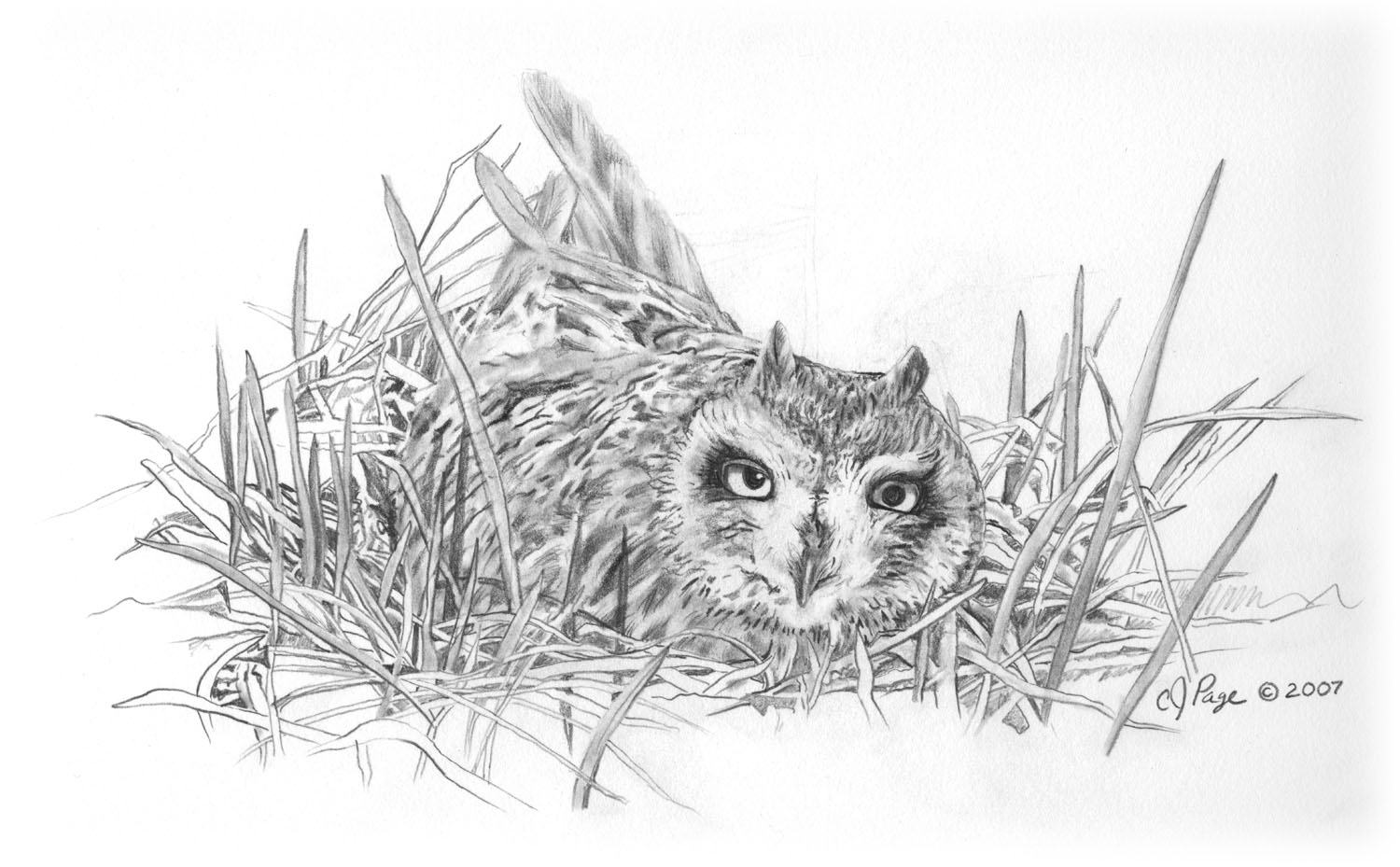 Short-eared Owl