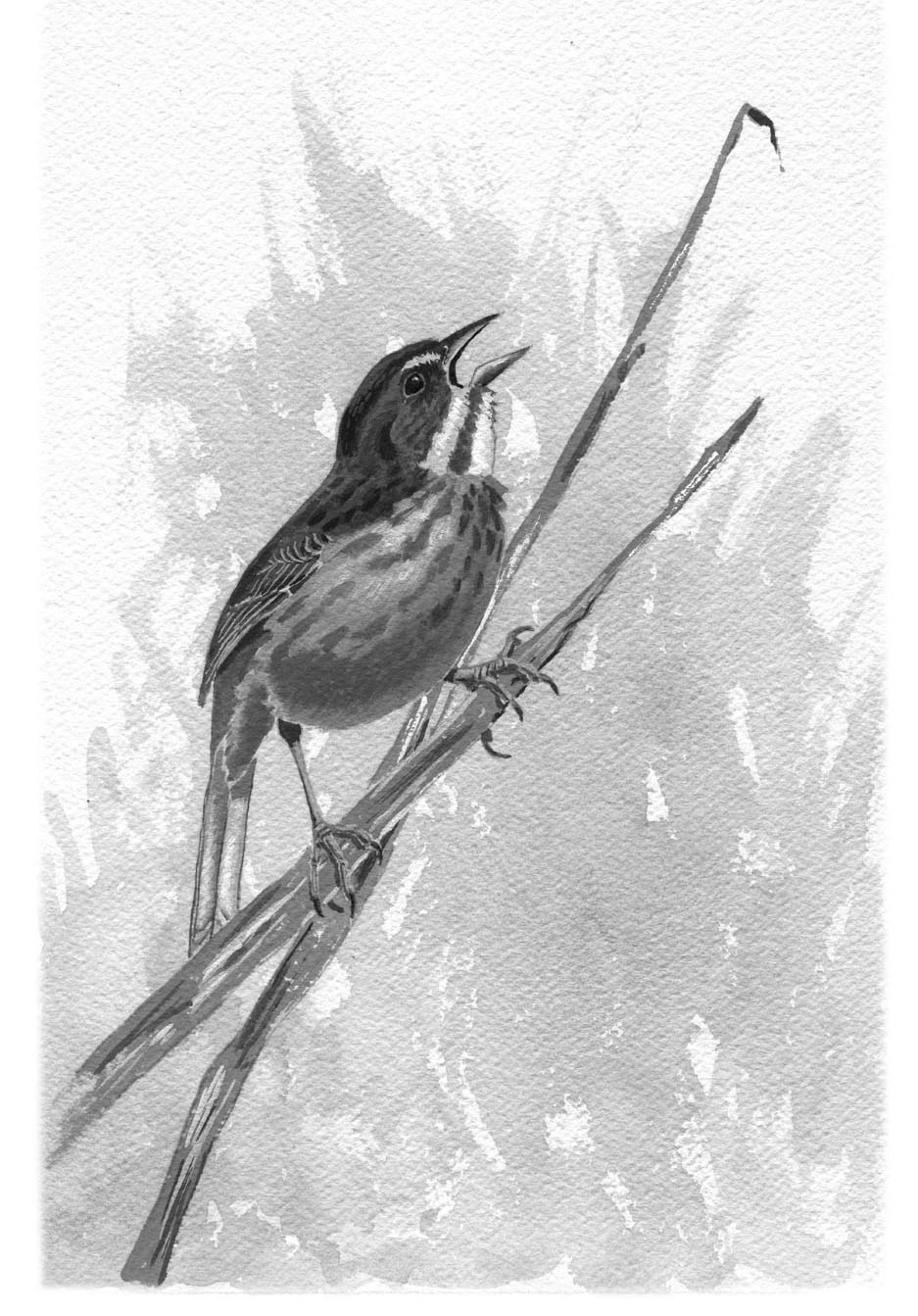 Seaside Sparrow