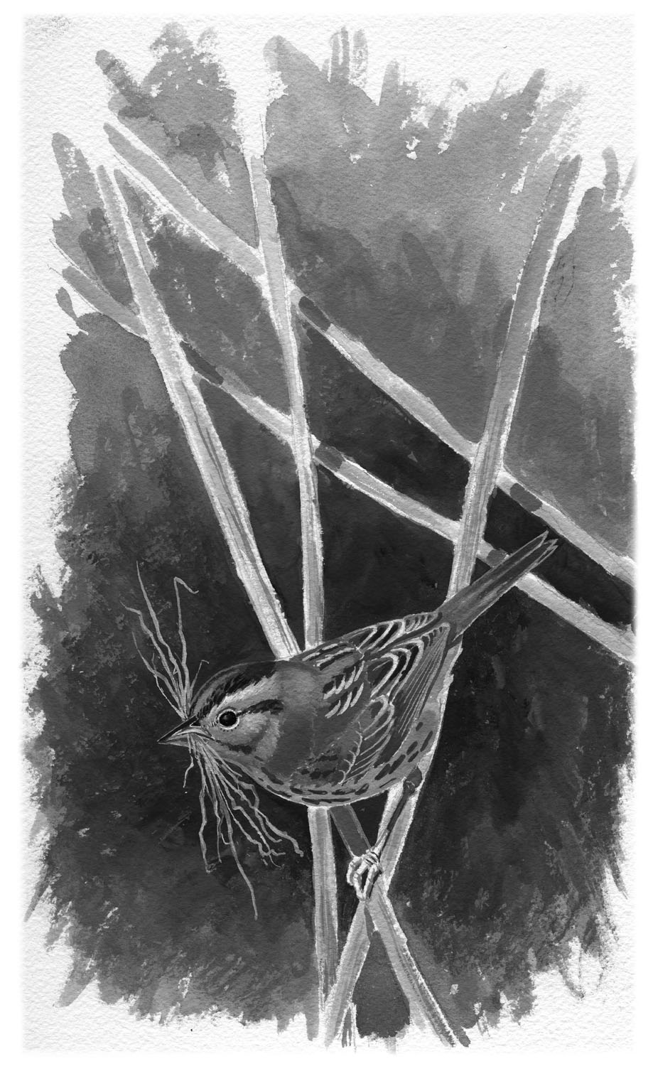 Saltmarsh Sparrow