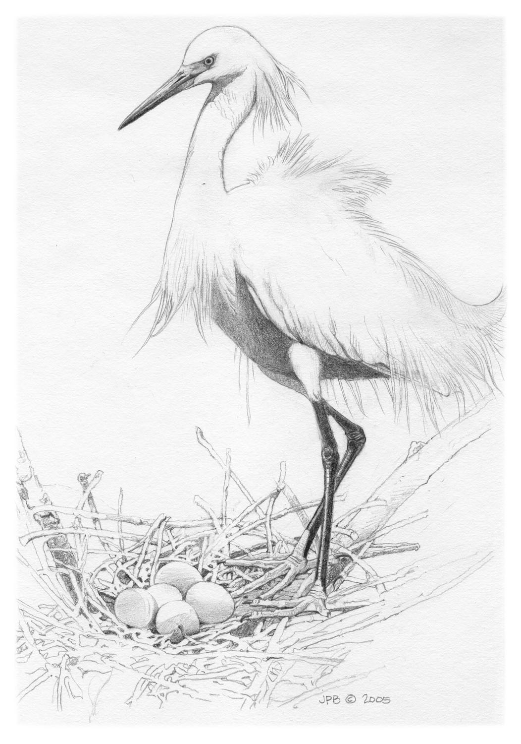 Snowy Egret