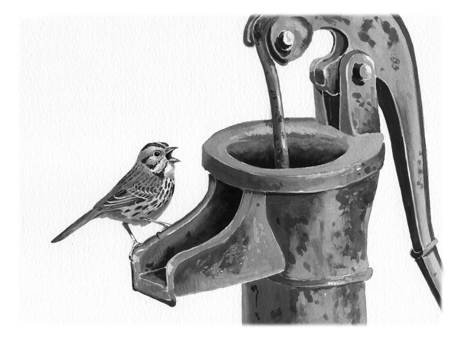 Song Sparrow
