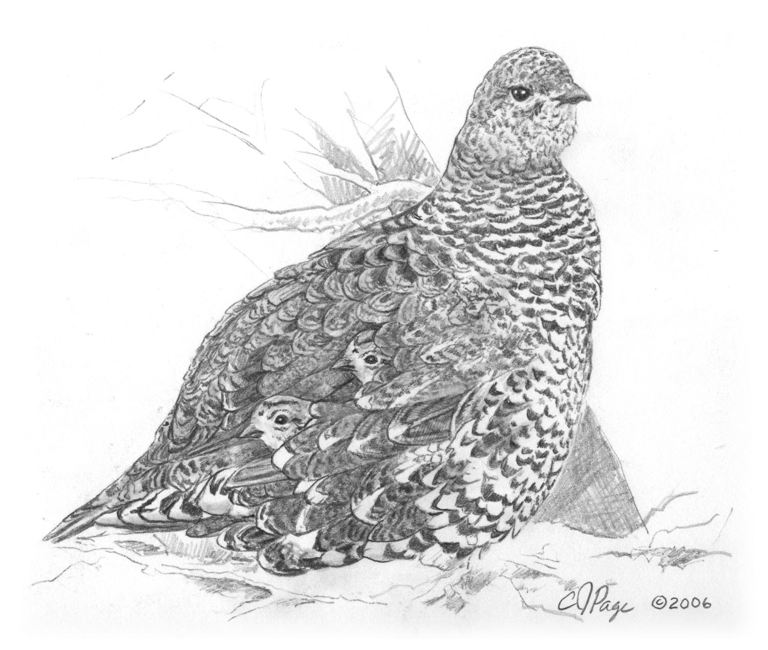 Spruce Grouse