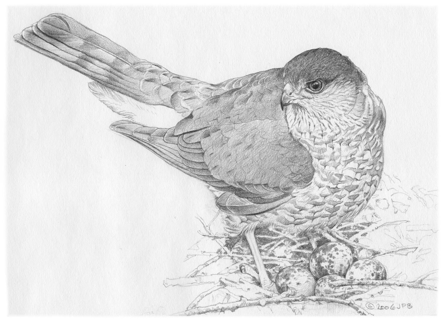 Sharp-shinned Hawk