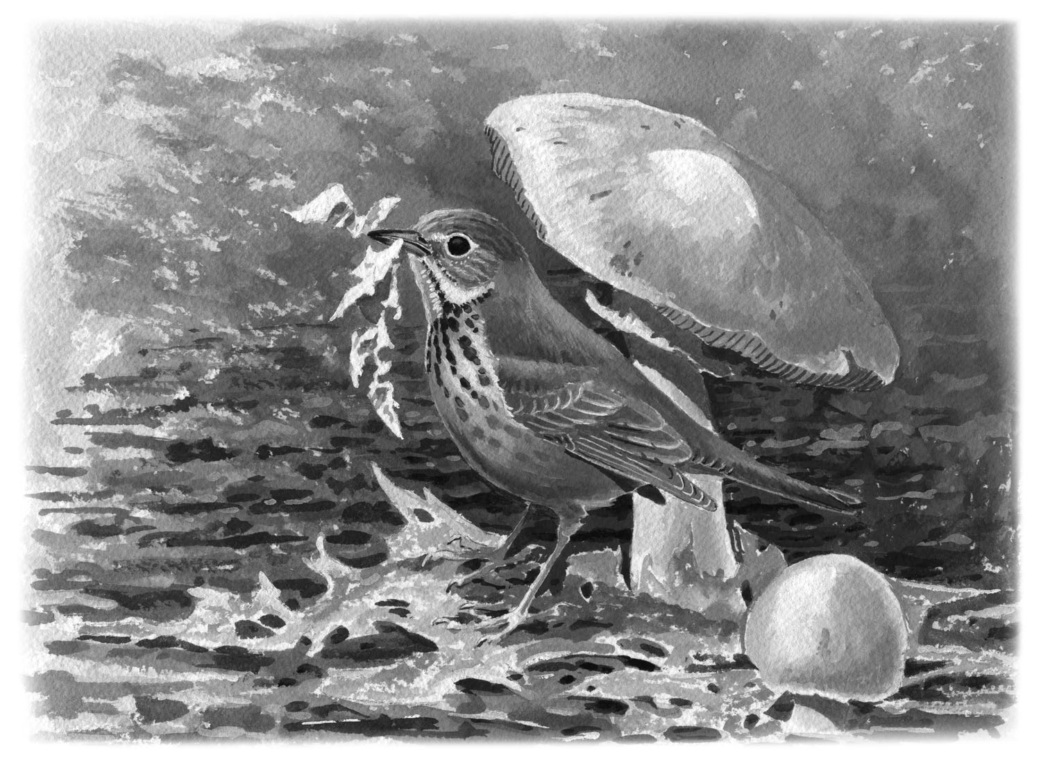 swainsons thrush
