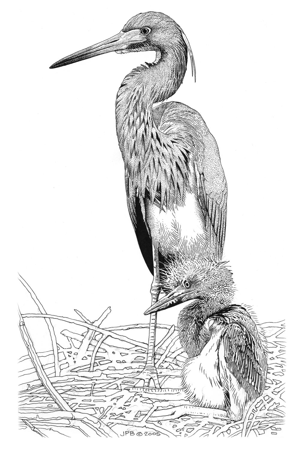 Tricolored Heron