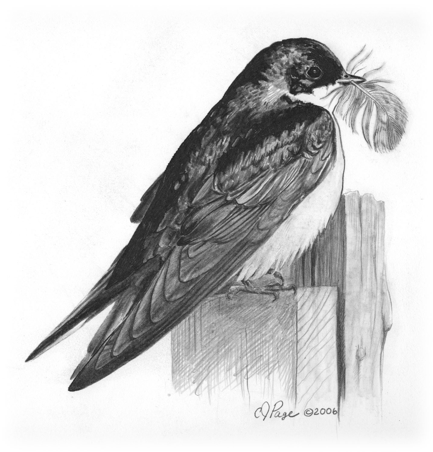 Tree Swallow