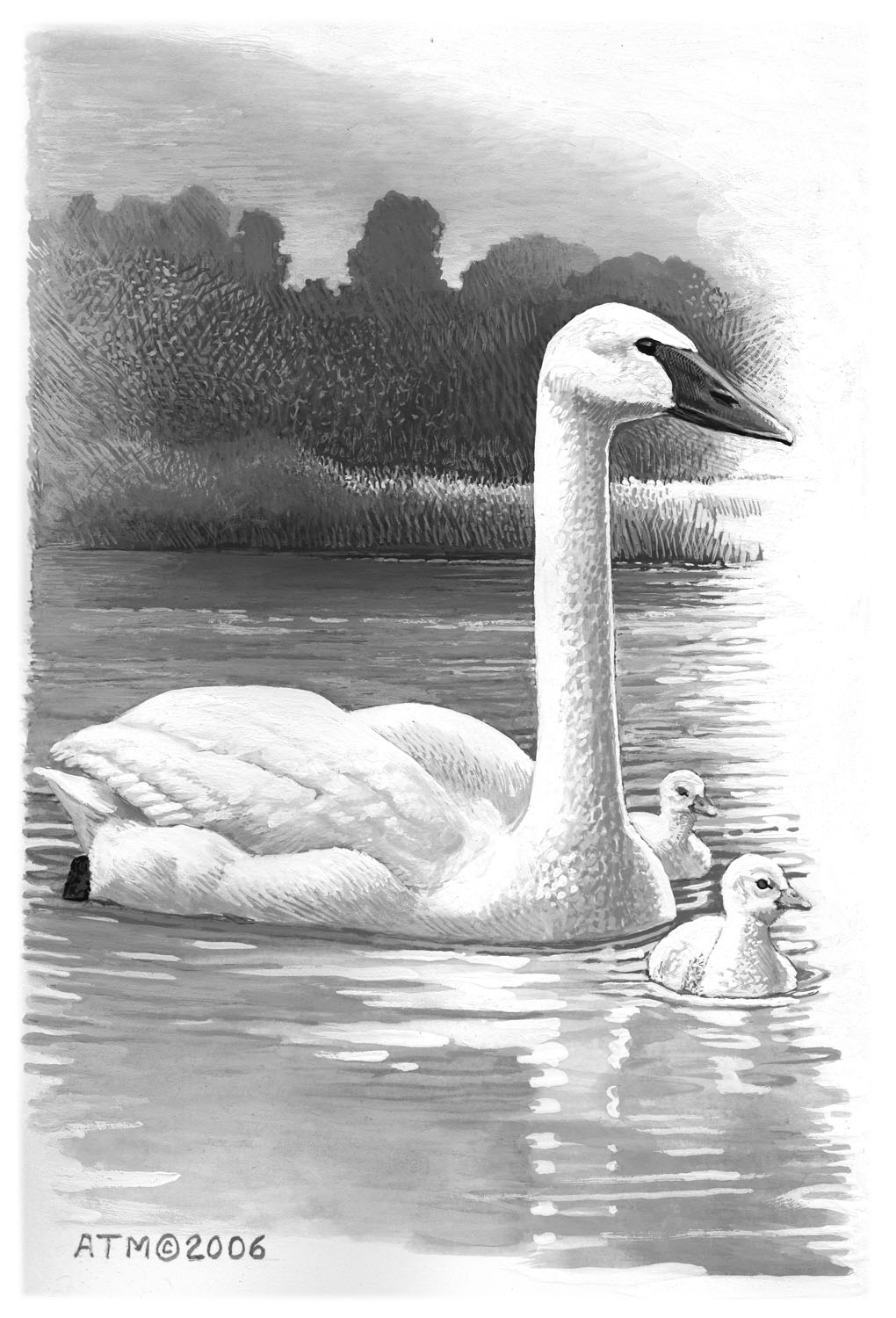 Trumpeter Swan