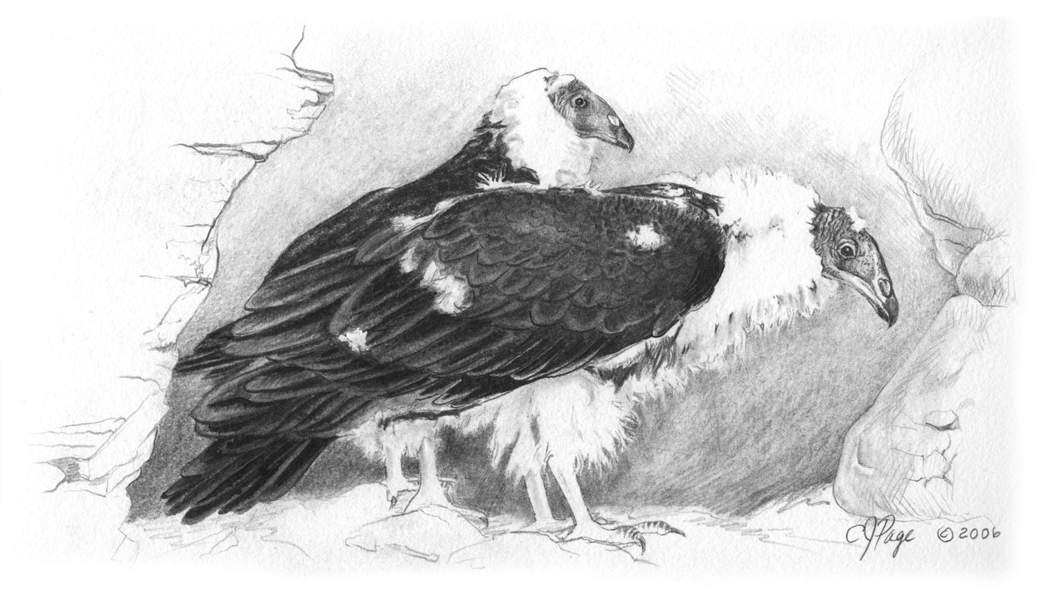 Turkey Vulture