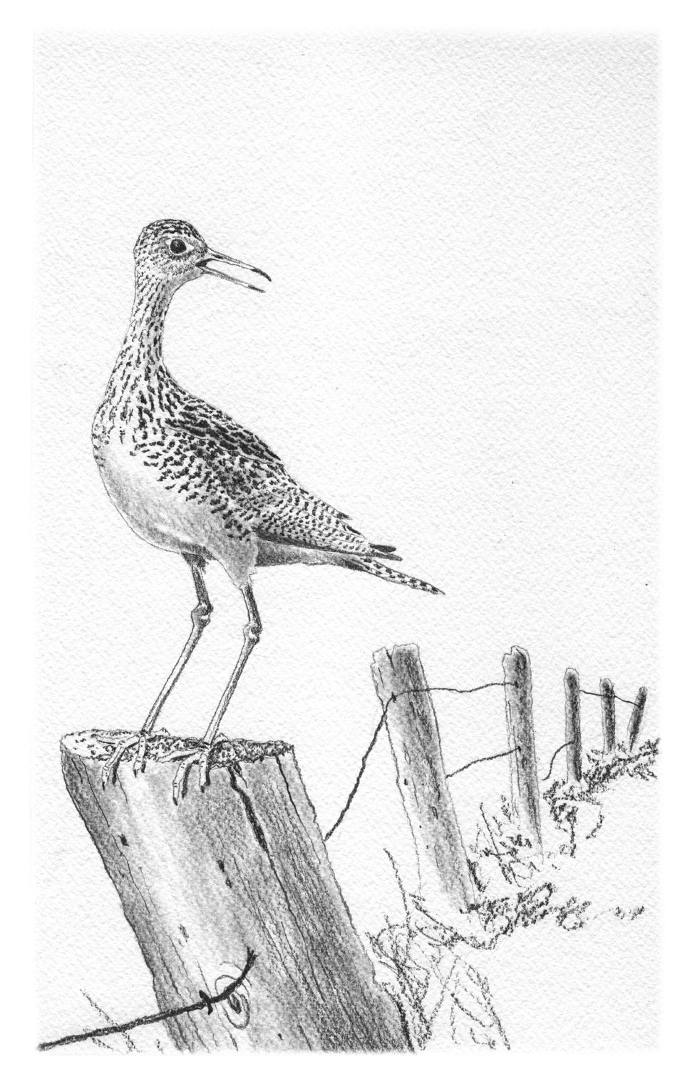 upland sandpiper