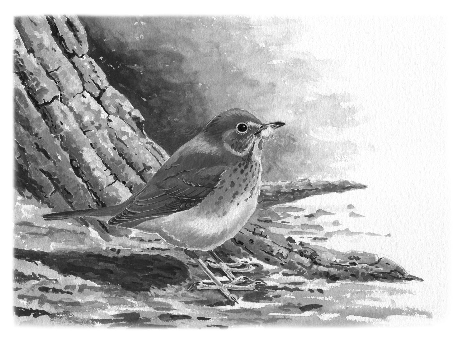 veery