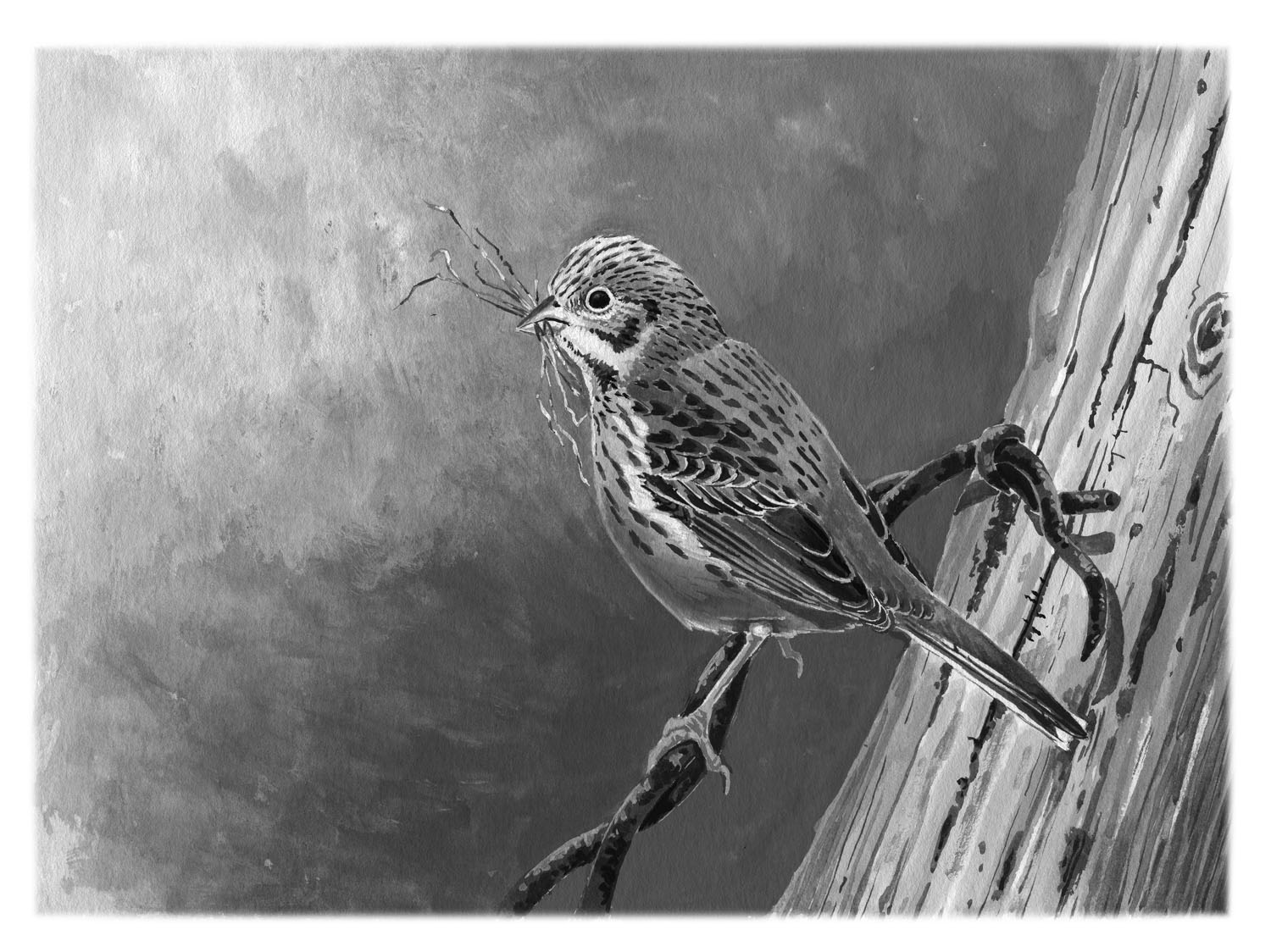 Vesper Sparrow