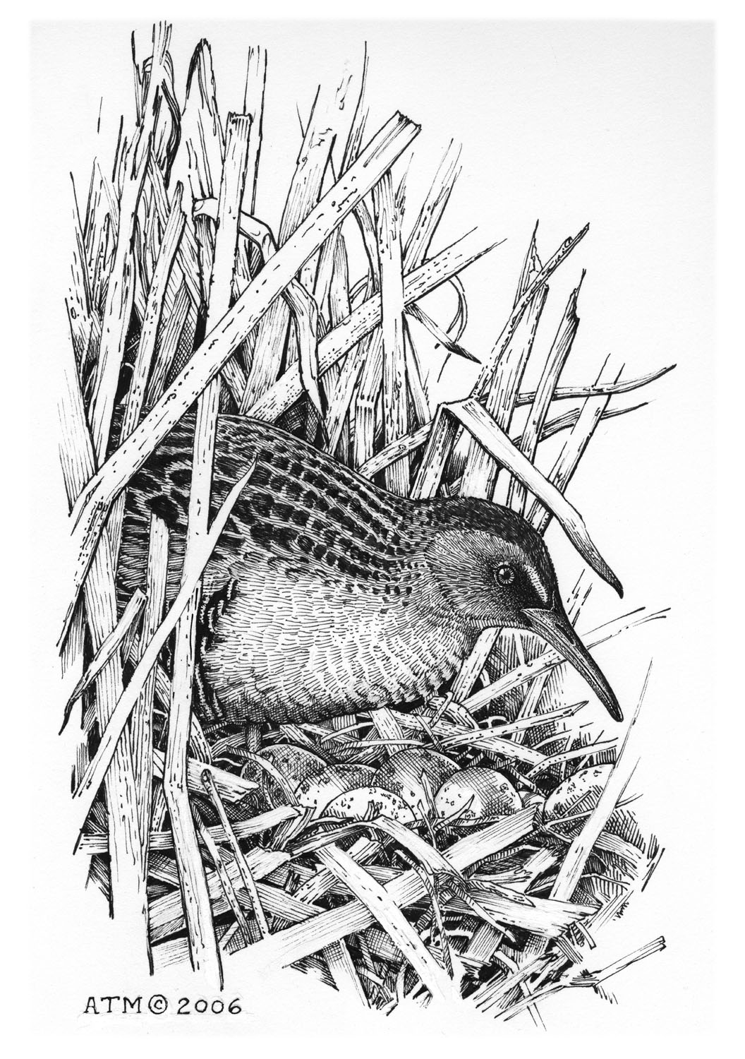 Virginia Rail