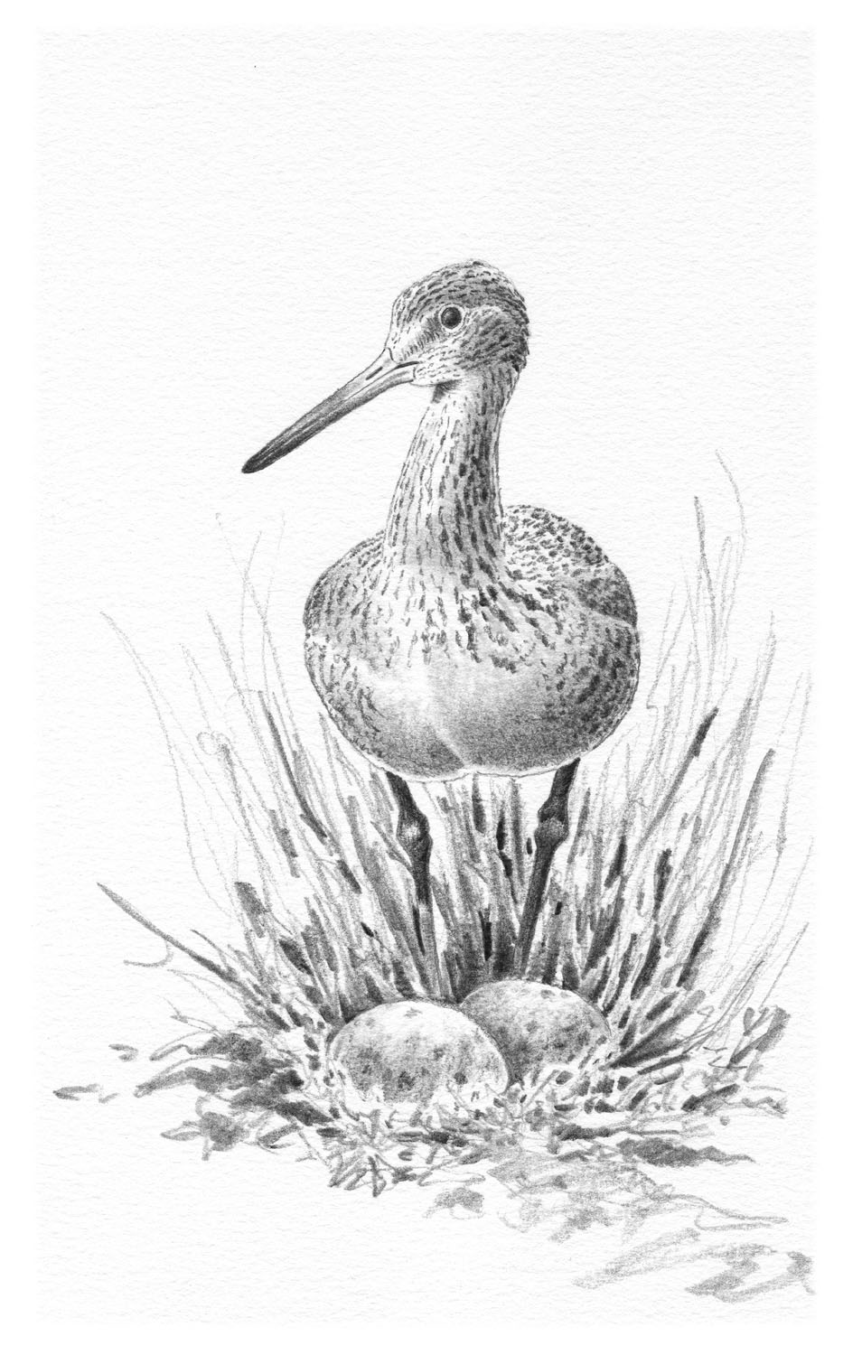 willet