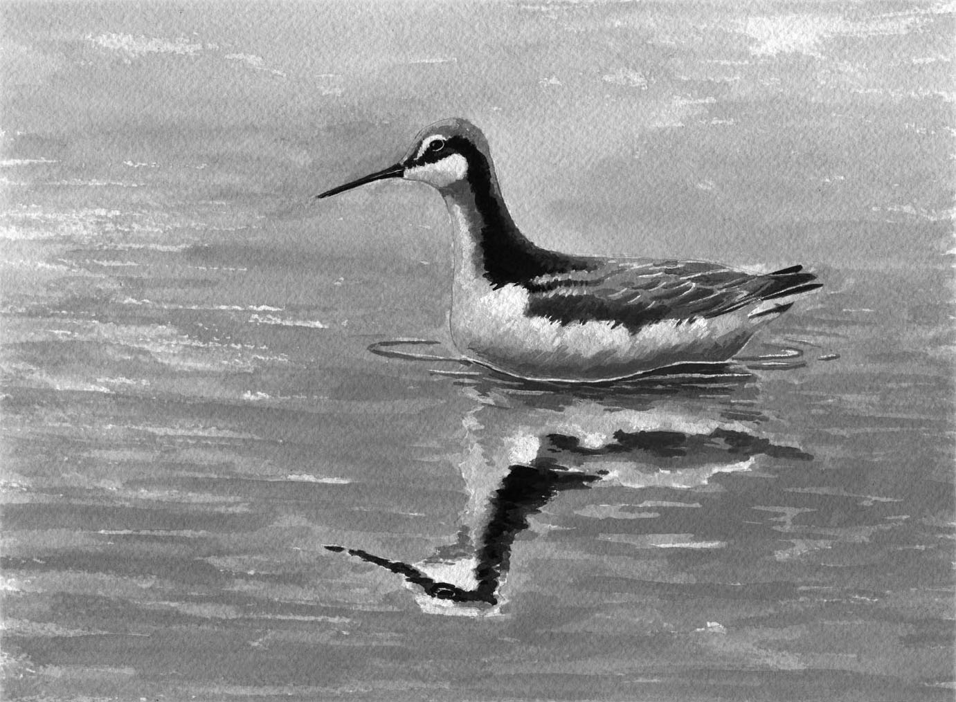 Wilsons Phalarope