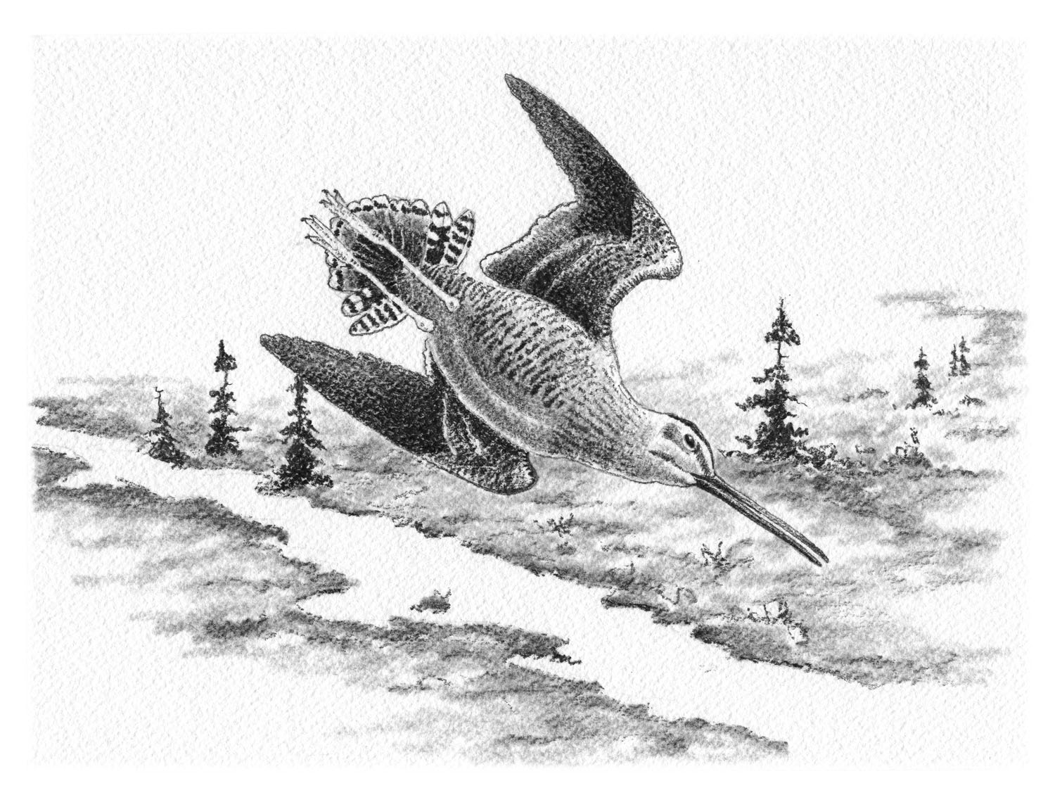 Wilson's Snipe