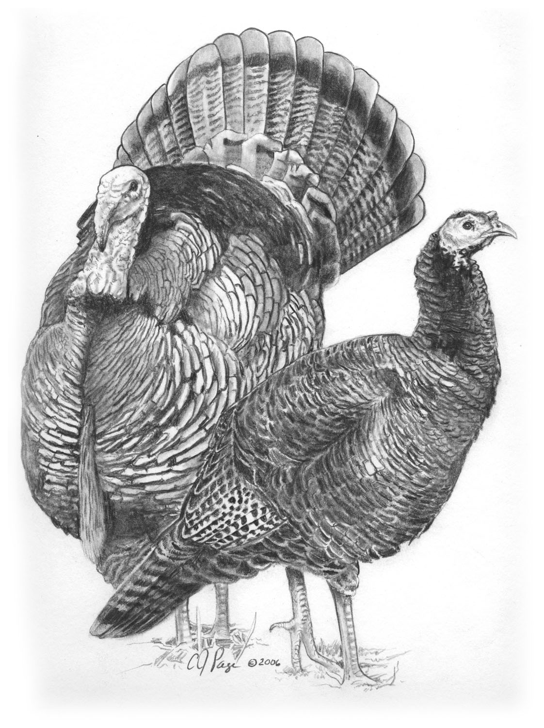 Wild Turkey