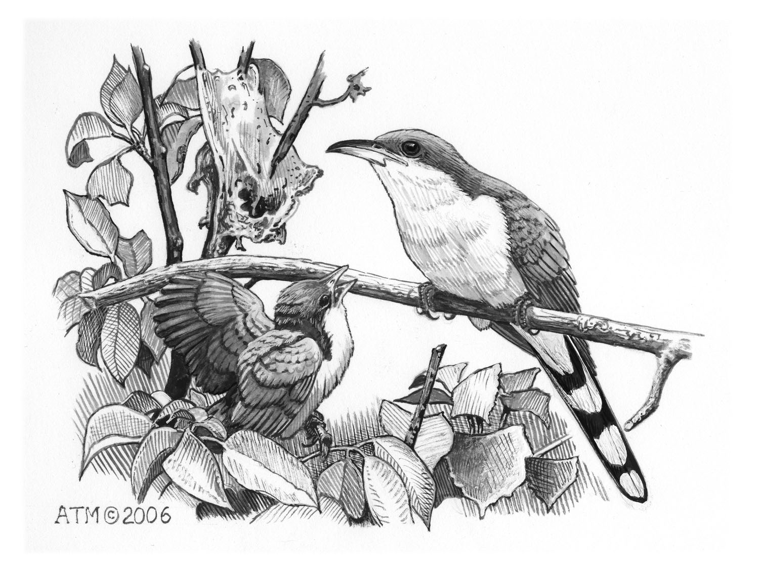 Yellow-billed Cuckoo