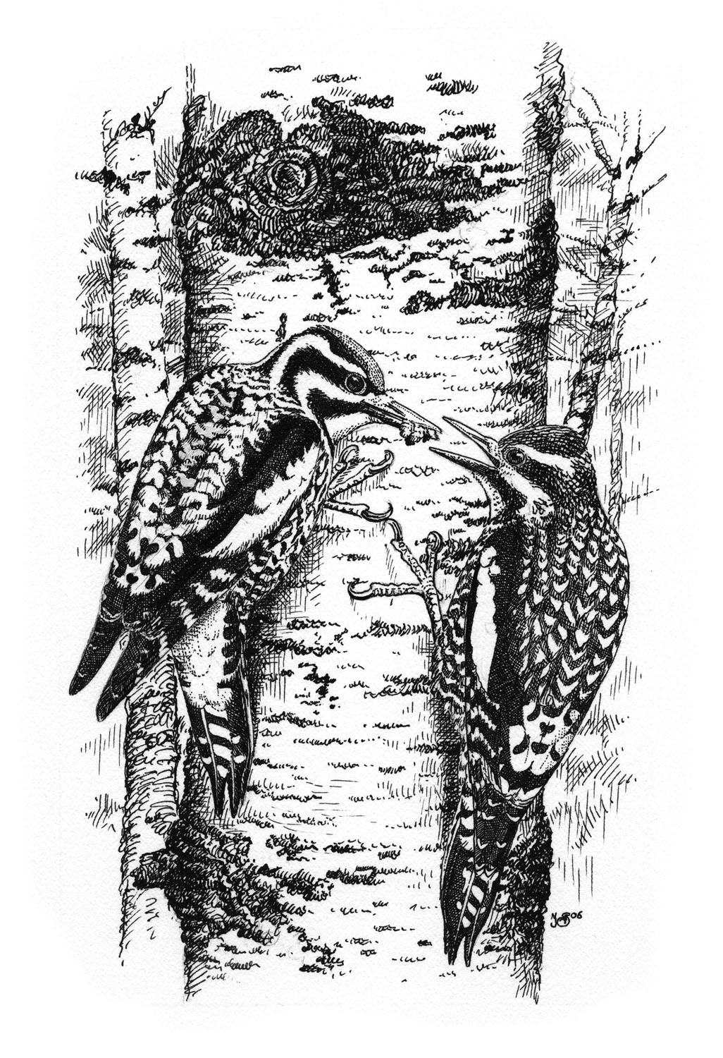 yellow-bellied sapsucker