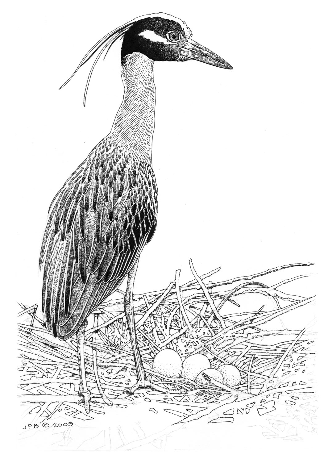 Yellow-crowned Night-heron