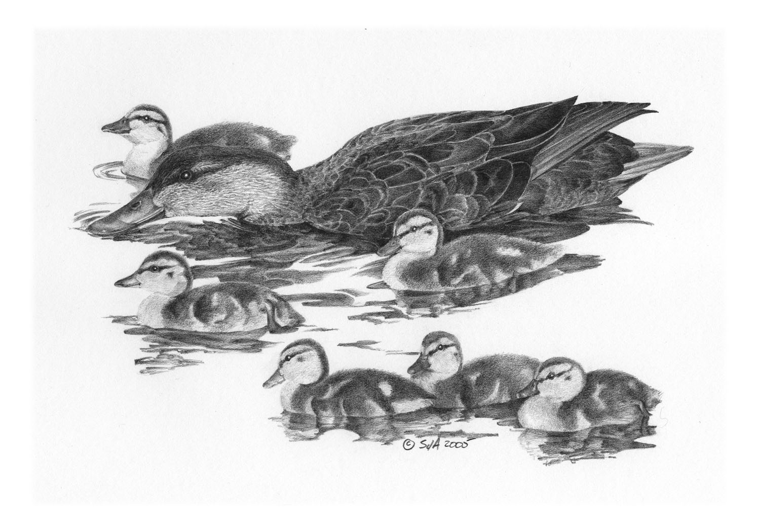 American Black Duck