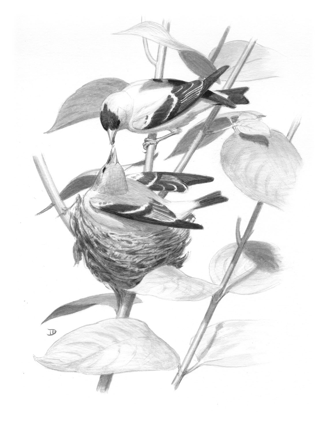 American Goldfinch