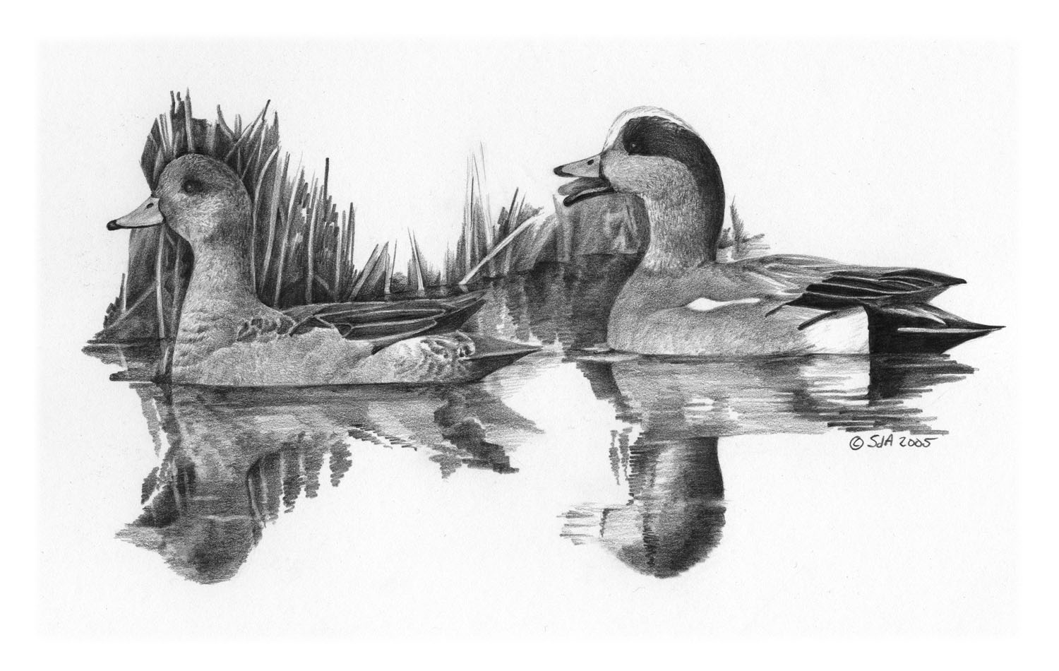 American Wigeon