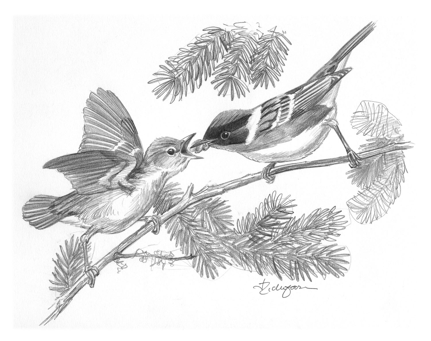 Bay-breasted Warbler