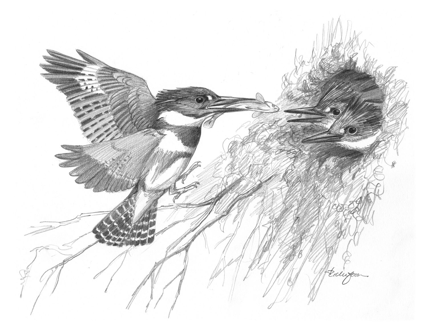 Belted Kingfisher