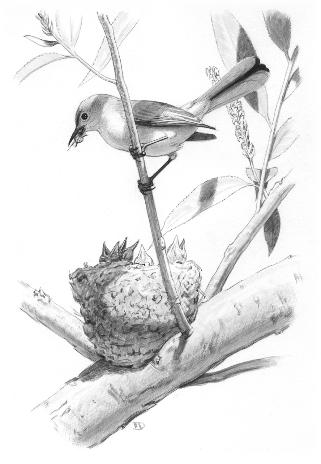 Blue-gray Gnatcatcher
