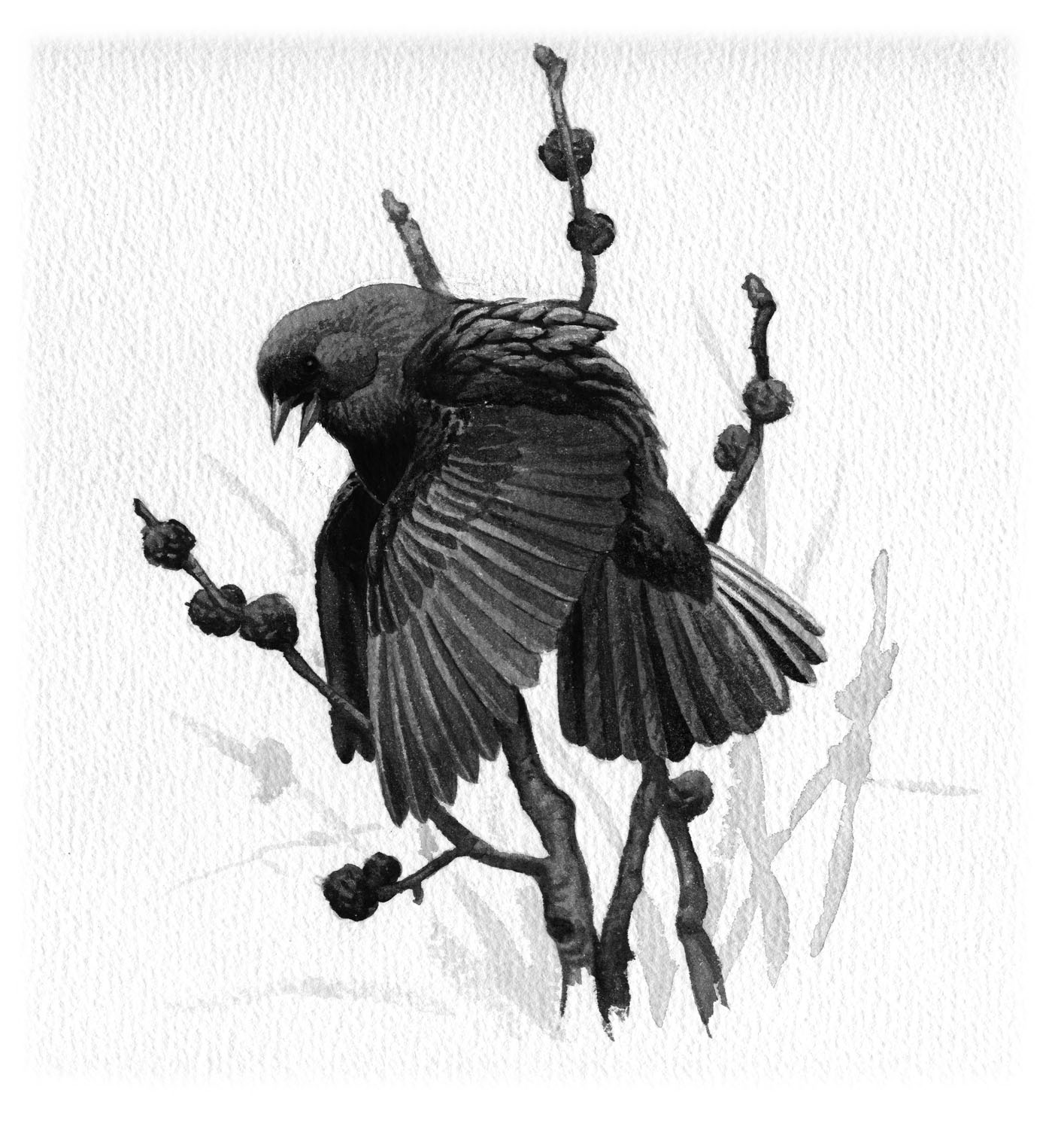 Brown-headed Cowbird