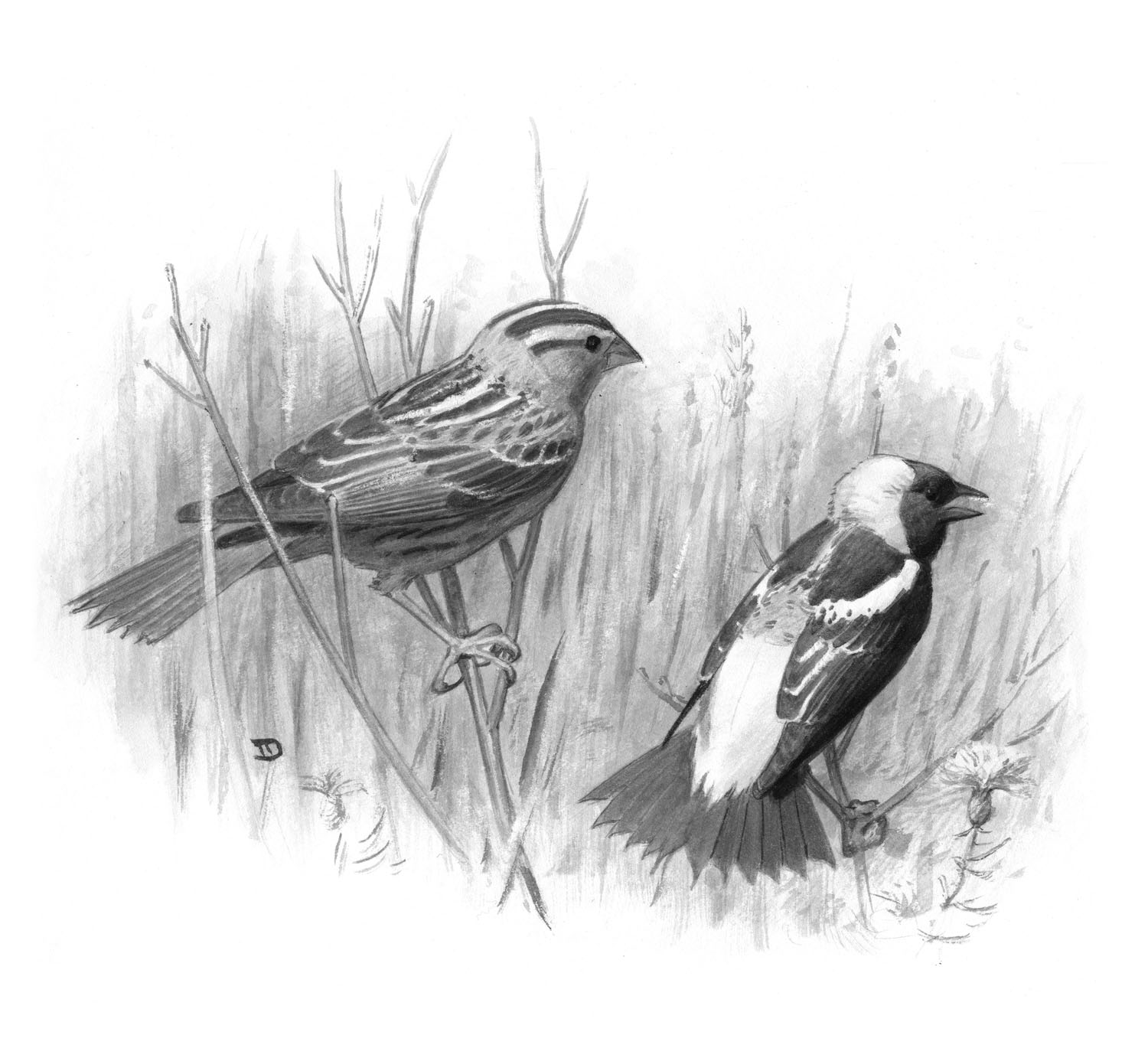 Bobolink