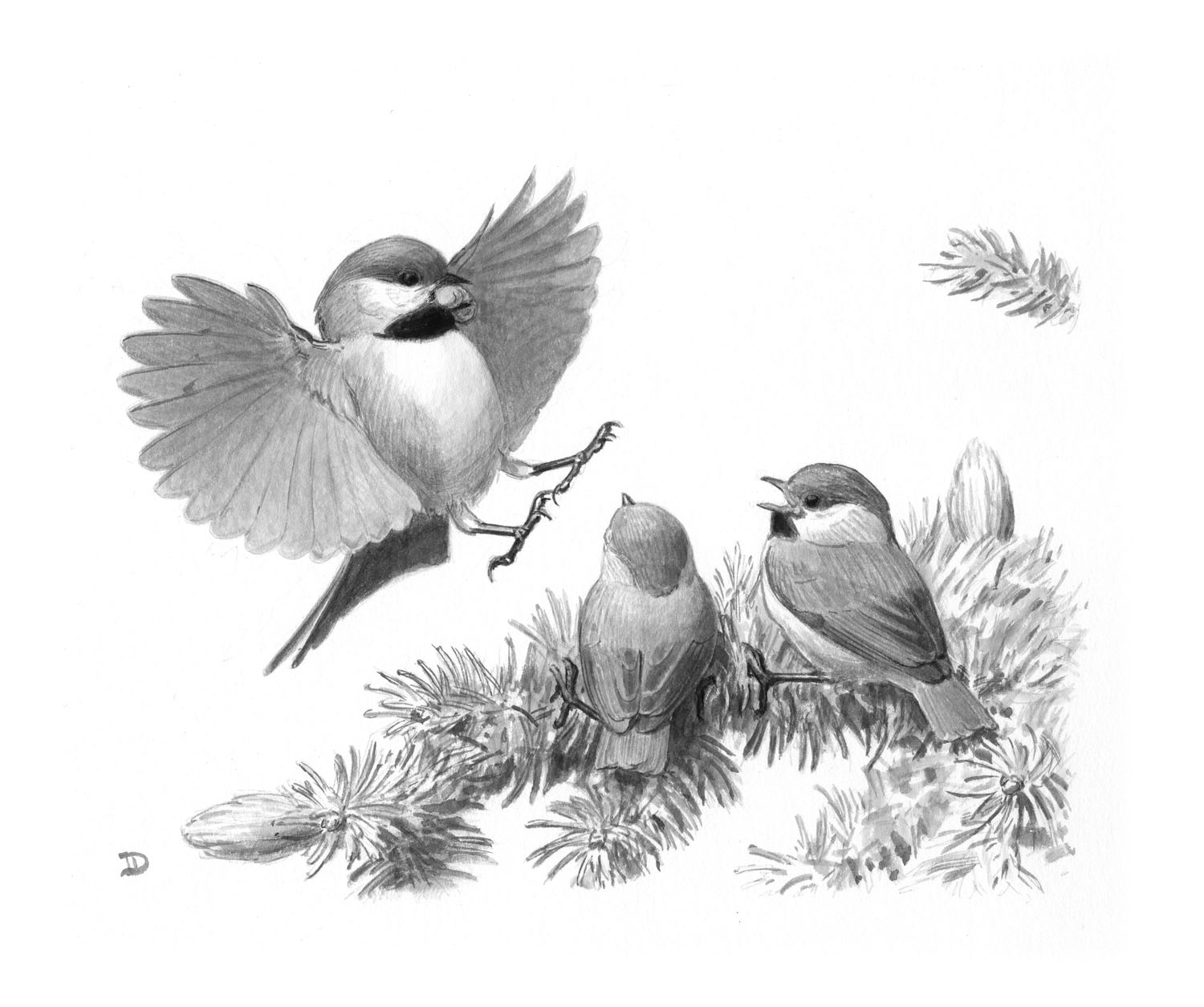 Boreal Chickadee