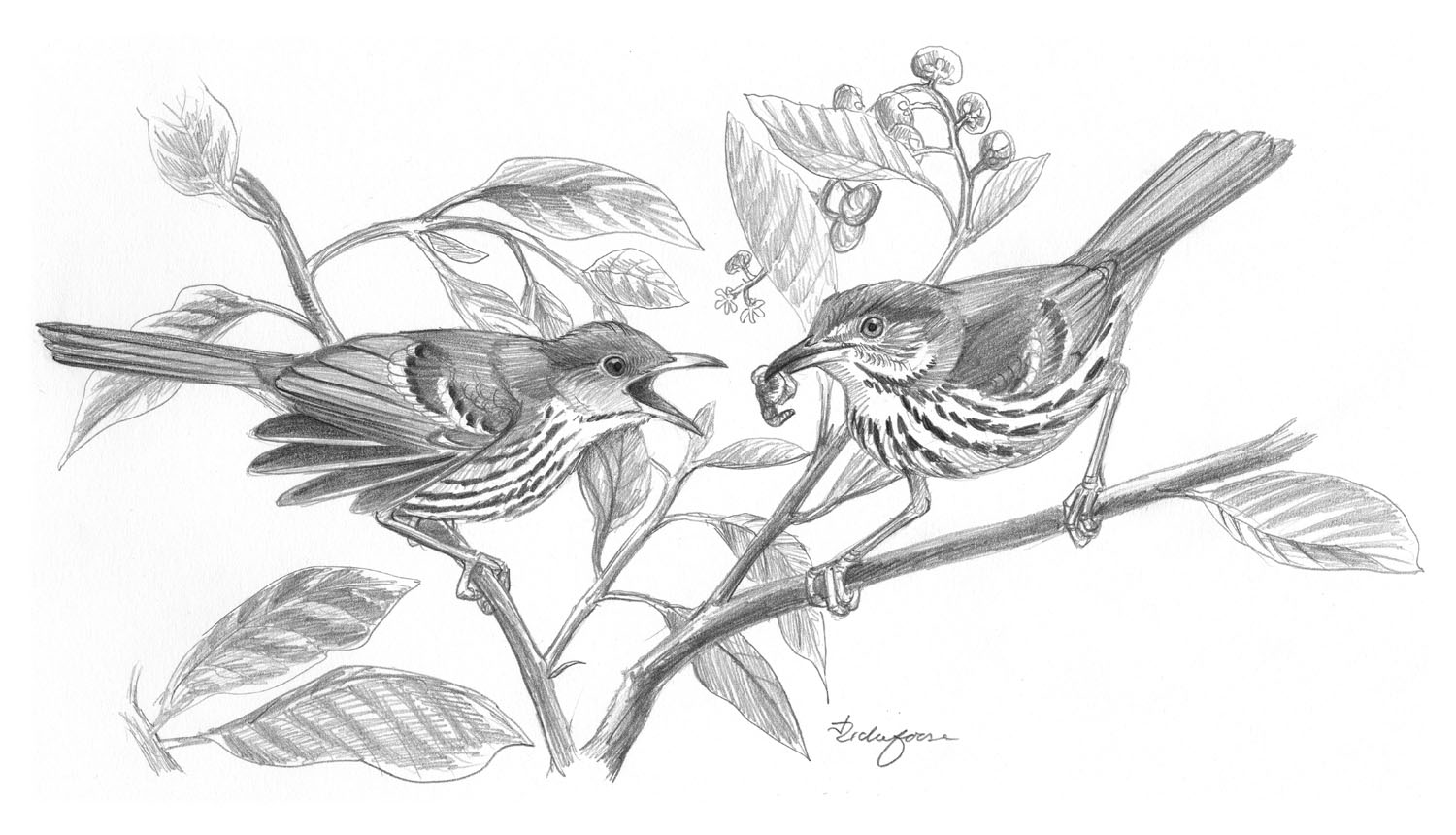 Brown Thrasher