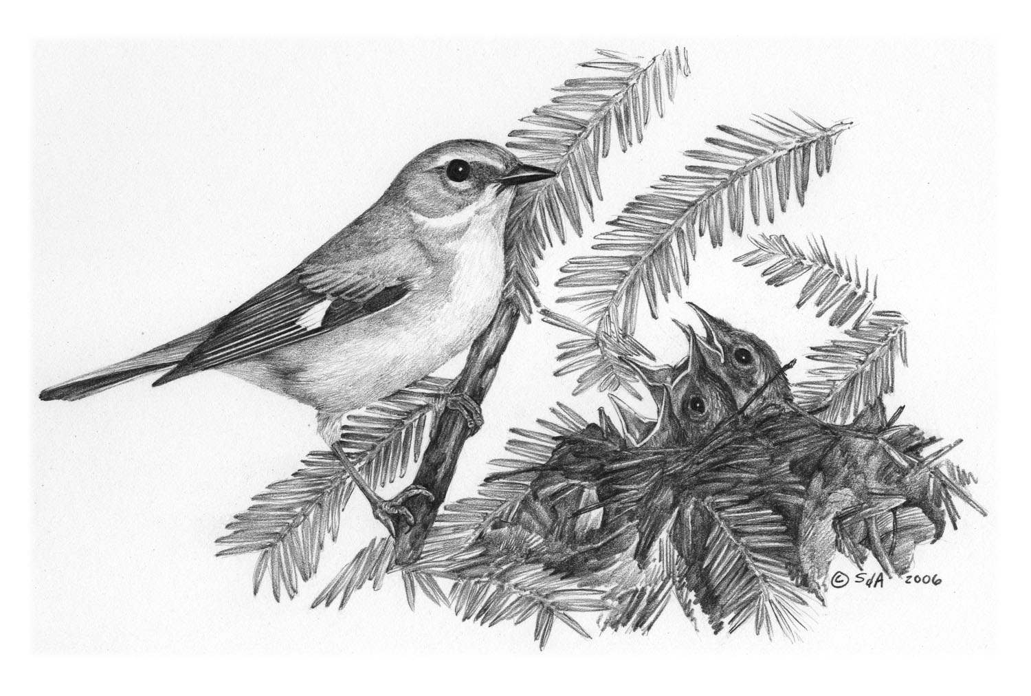 Black-throated Blue Warbler