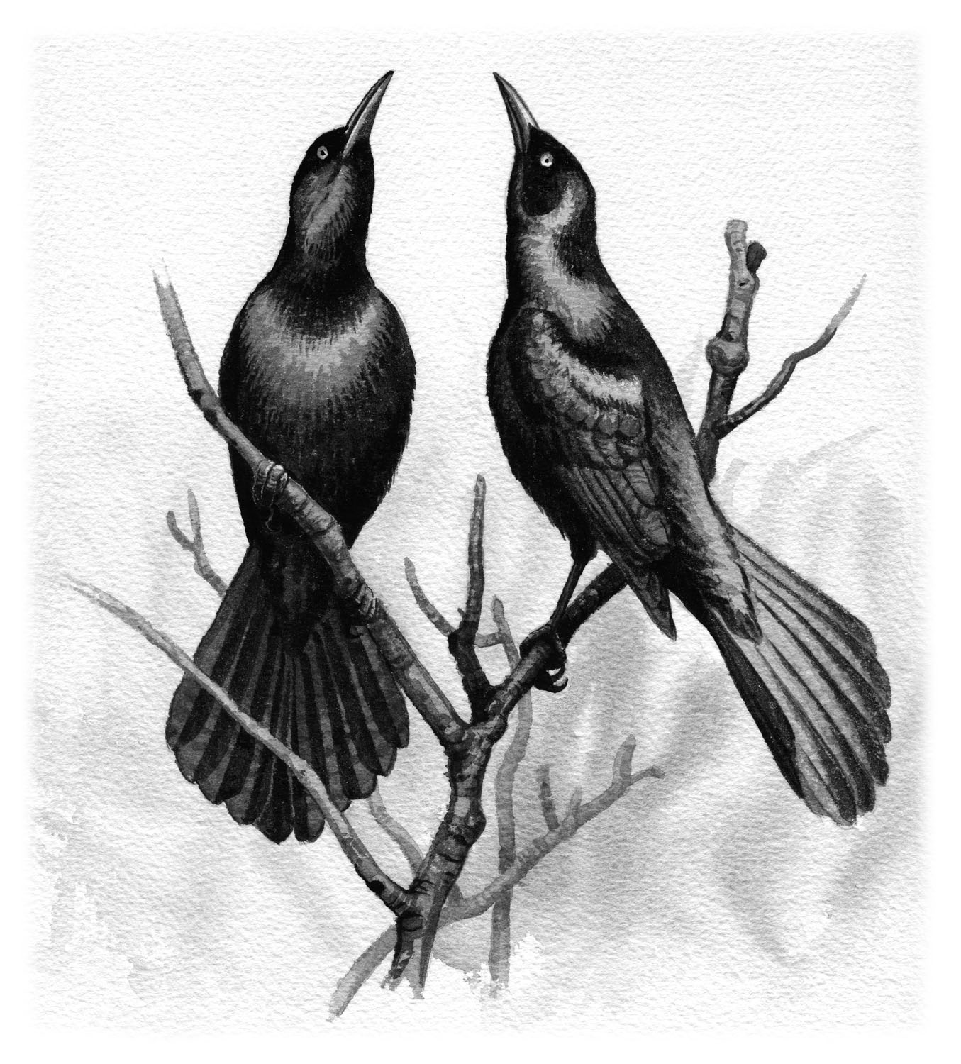Boat-tailed Grackle