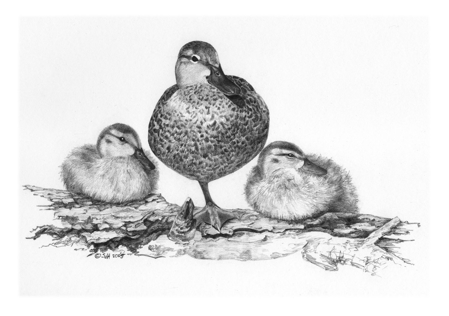 Blue-winged Teal