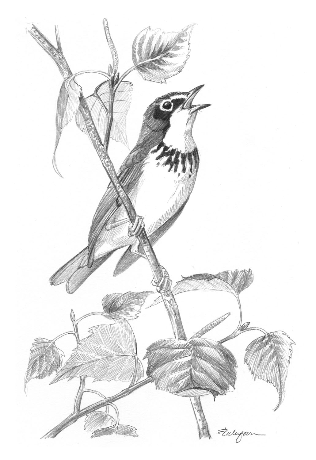 Canada Warbler