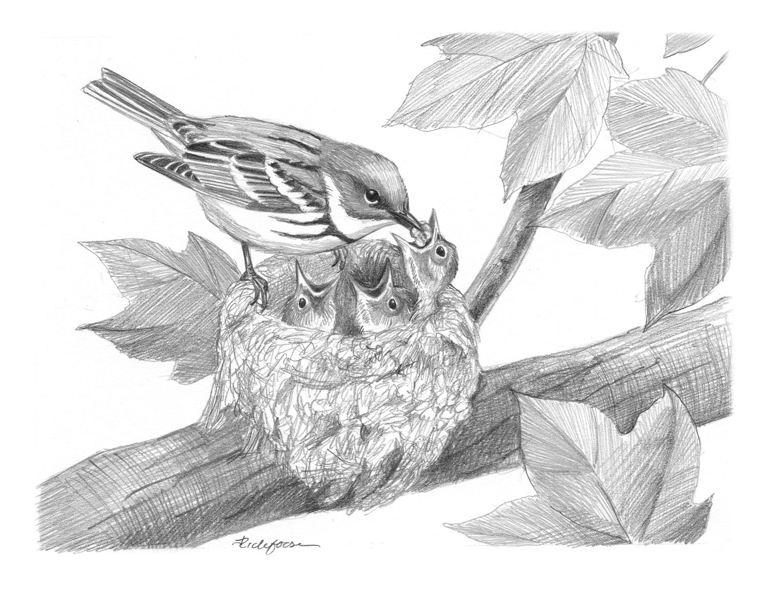 Cerulean Warbler