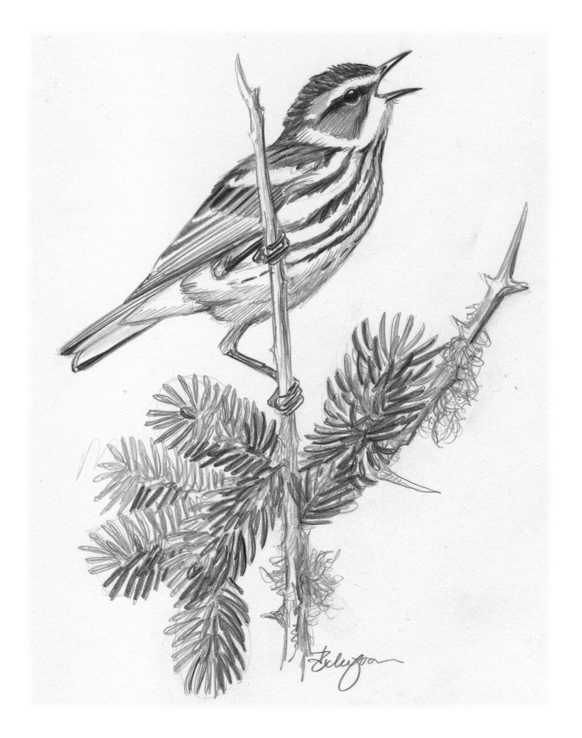Cape May Warbler