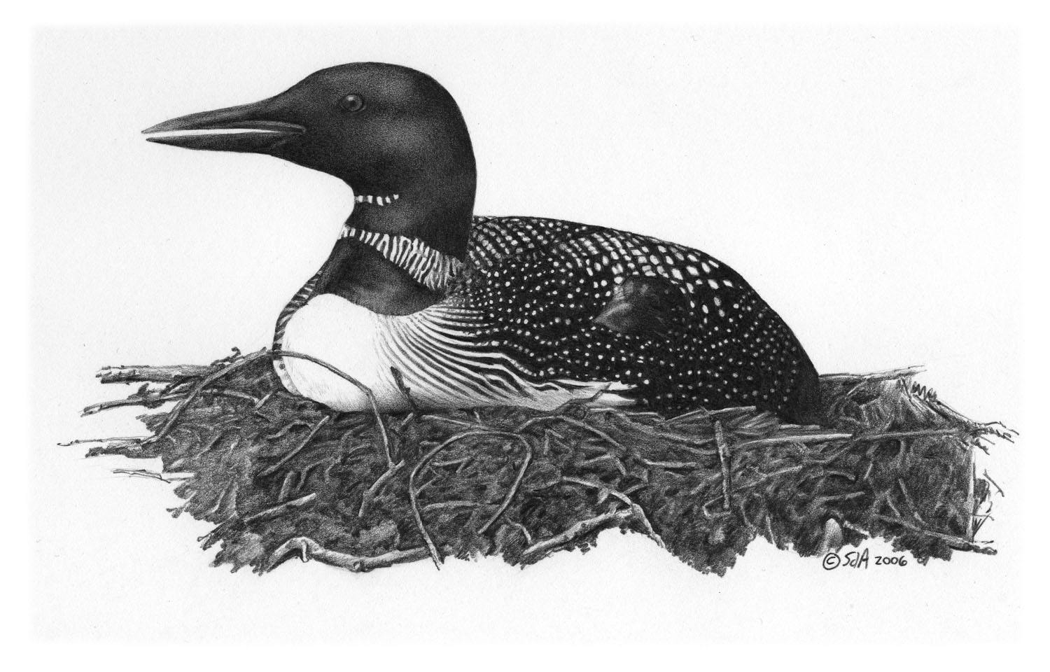 Common Loon